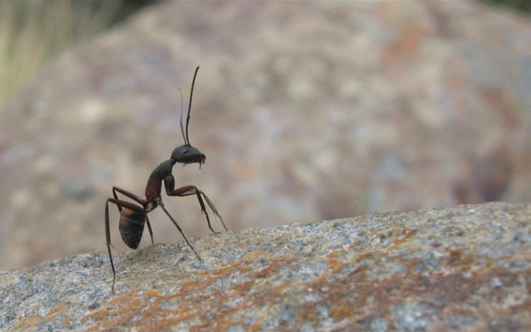 Biólogo argentino predice el clima estudiando hormigas (y acierta)